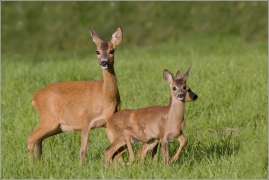 <p>SRNEC OBECNÝ (Capreolus capreolus) Šluknovsko - okolí Šluknova /European roe deer - Reh/</p>